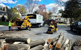 Best Fruit Tree Pruning  in Madison, SD