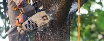 Best Commercial Tree Services  in Madison, SD