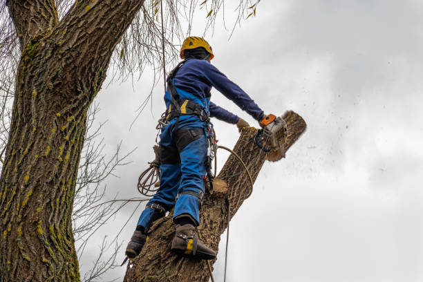 Best Tree Health Inspection  in Madison, SD